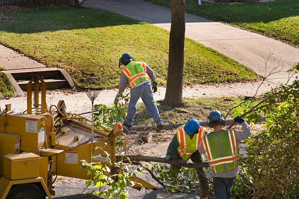 Best Professional Tree Care  in Holiday Island, AR